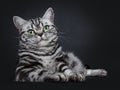 Excellent black silver tabby blotched green eyed British Shorthair kitten, Isolated on black background.