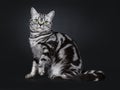 Excellent black silver tabby blotched green eyed British Shorthair kitten, Isolated on black background.