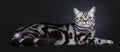 Excellent black silver tabby blotched green eyed British Shorthair kitten, Isolated on black background.