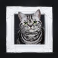 Excellent black silver tabby blotched green eyed British Shorthair kitten, Isolated on black background.