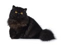 Excellent deep black Persian cat isolated on a white background Royalty Free Stock Photo