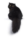 Excellent deep black Persian cat isolated on a white background Royalty Free Stock Photo