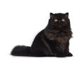 Excellent deep black Persian cat isolated on a white background Royalty Free Stock Photo