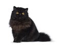 Excellent deep black Persian cat isolated on a white background Royalty Free Stock Photo