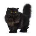 Excellent deep black Persian cat isolated on a white background Royalty Free Stock Photo