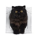 Excellent deep black Persian cat kitten, isolated on a white background Royalty Free Stock Photo