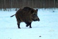 Aggressive wild boar defending its territory in a forest glade. The unique image of hunting animals.