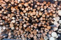 A large pile of freshly sawed tree trunks, as a result of industrial logging