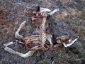 The remains of an elk killed and eaten by wolves. Royalty Free Stock Photo