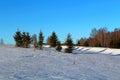 Trees and shrubs in central Russia in winter. A unique image of wildlife during the cold season.