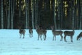 Wild deer in the winter on the territory of hunting. A unique image of animals in their natural habitat.