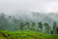 Excellent manicured Ceylon tea Royalty Free Stock Photo