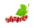 Excellent ripe red currant berries with leaf isolated on white. This image has better resolution and quality Royalty Free Stock Photo