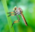 The excellent roberfly is relaxing for its prey