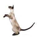 Excellent seal point Siamese cat isolated on white background Royalty Free Stock Photo