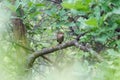 Excellent singer thrush nightingale sits on a branch in its natu Royalty Free Stock Photo