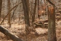 Excellent Textures And Light Forest Landscape