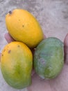 Excellent three mangoes Royalty Free Stock Photo