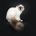 Excellent tortie young Sacred Birman cat isolated on black background Royalty Free Stock Photo