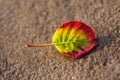 Excellent vivid color leaf lying on the sand Royalty Free Stock Photo