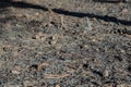 Burnt trees, cones, needles and grass under the canopy of trees. The result of a summer forest fire. Shooting at ground level. Wit