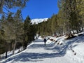 Excellently arranged and cleaned winter trails for walking, hiking, sports and recreation in the area of the Swiss resort of Arosa