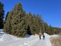 Excellently arranged and cleaned winter trails for walking and recreation in the area of the resort Valbella and Lenzerheide