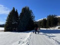 Excellently arranged and cleaned winter trails for walking and recreation in the area of the resort Valbella and Lenzerheide