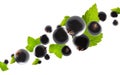 Excellently retouched black currant with leaves flies in space forming the shape of a chain. Surround light from behind. Isolated