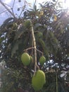 An exceptional close-up of a green leaved fruit tree with full of fresh and juicy mangoes