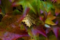 Exceptional golden leaf between autumn leaves