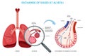 Exchange of gases at alveoli, Oxygen diffuses into the bloodstream while carbon dioxide exits