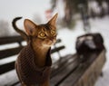 Excited abyssinian cat in winter clothes walking in winter park sitting on bench Royalty Free Stock Photo