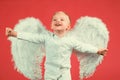 Excited angel little boy with white wings. Happy angelic children boy laughing. Cute kid with white wings. Adorable Royalty Free Stock Photo