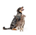 Excited Aussie Dog and Cat Together Looking Up Royalty Free Stock Photo