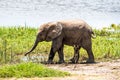 Excited baby African elephant running to waterhole Royalty Free Stock Photo