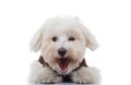 Excited bichon puppy dog barking Royalty Free Stock Photo