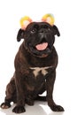 Excited boxer with colorful ears headband looks up to side