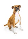 Excited Boxer Dog Sitting Looking Up Royalty Free Stock Photo