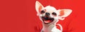 Excited chihuahua isolated on the bright red background, mammal animal concept