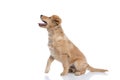 Excited cute golden retriever dog looking up and panting Royalty Free Stock Photo
