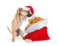 Excited Dog With Bag of Christmas Biscuits Royalty Free Stock Photo