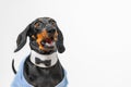 Excited dog in a bow tie rejoices after winning an awards ceremony Dress code Royalty Free Stock Photo