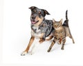 Excited Dog and Cat Walking Forward Together Royalty Free Stock Photo