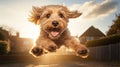 excited dog jumping happy Royalty Free Stock Photo