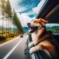 Excited dog loves traveling in car, looking through window