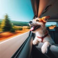 Excited dog loves traveling in car, looking through window