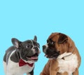 Excited French bulldog panting and curious Boxer looking at it Royalty Free Stock Photo