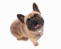 excited french bulldog puppy sticking out tongue, panting and looking up Royalty Free Stock Photo