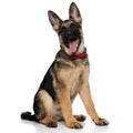 Excited german shepard wearing red bowtie looks up Royalty Free Stock Photo